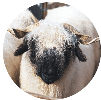 healthy purebred stock