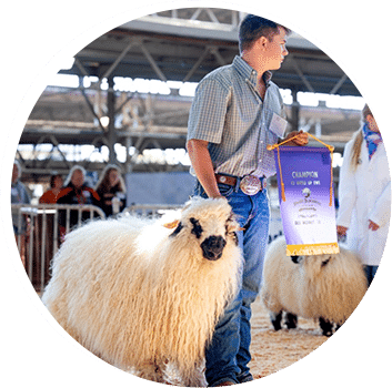 valais blacknose f2 sheep champion