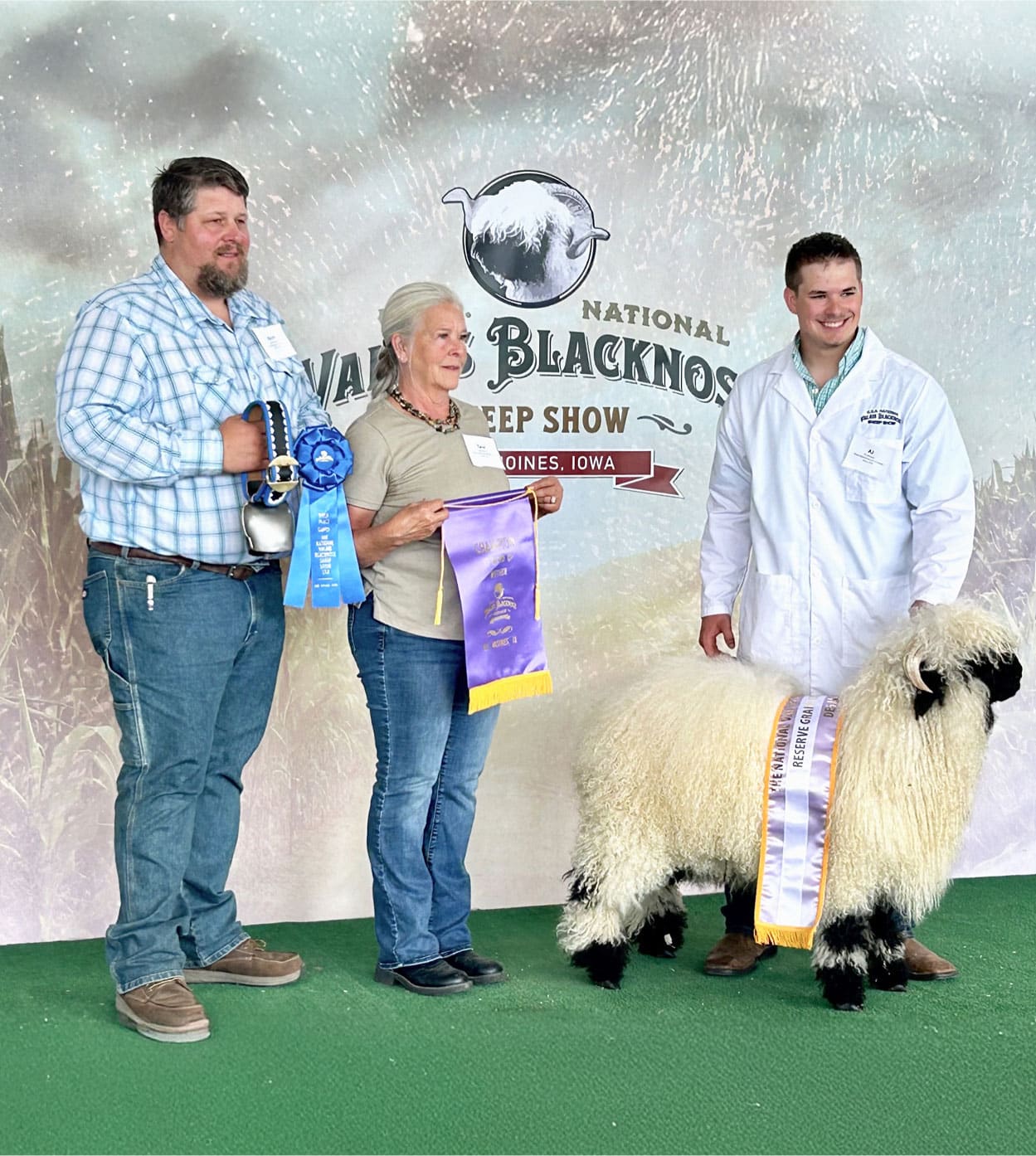 valais blacknose f3 national champion ram
