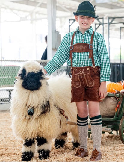 valais blacknose sheep and young boy