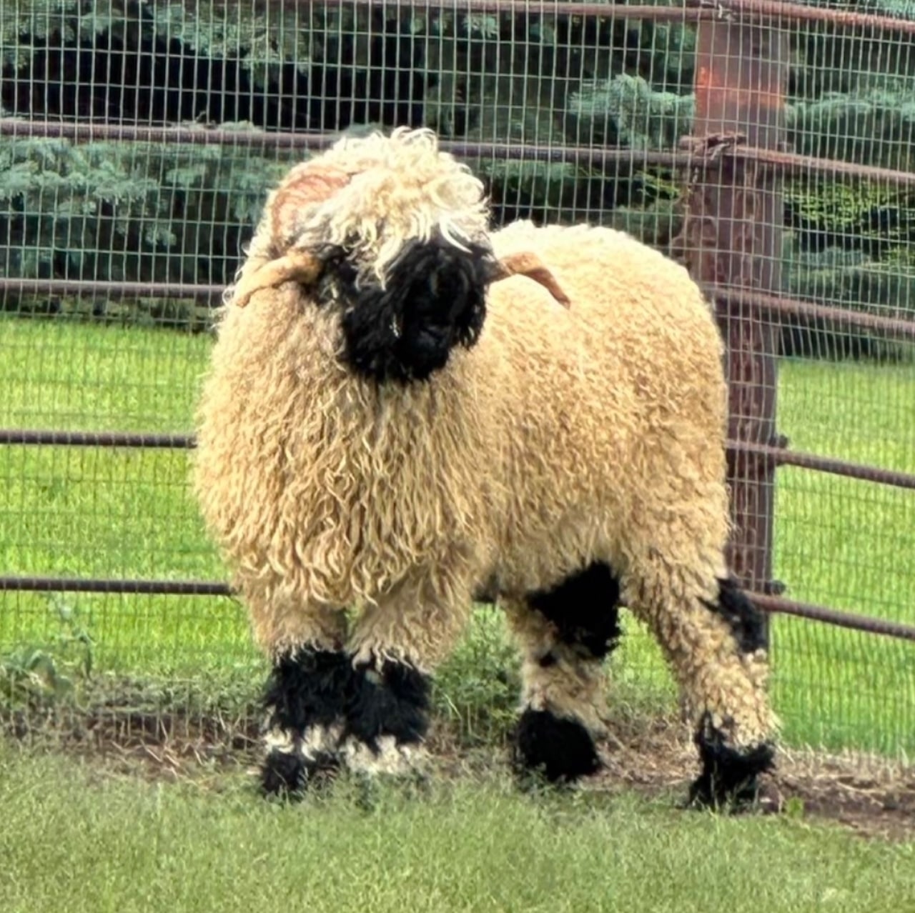 Switzerland Rams Meet the Valais Blacknose Rams