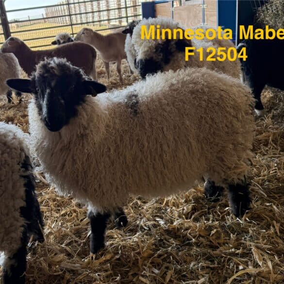 f12504 mn mabel ewe