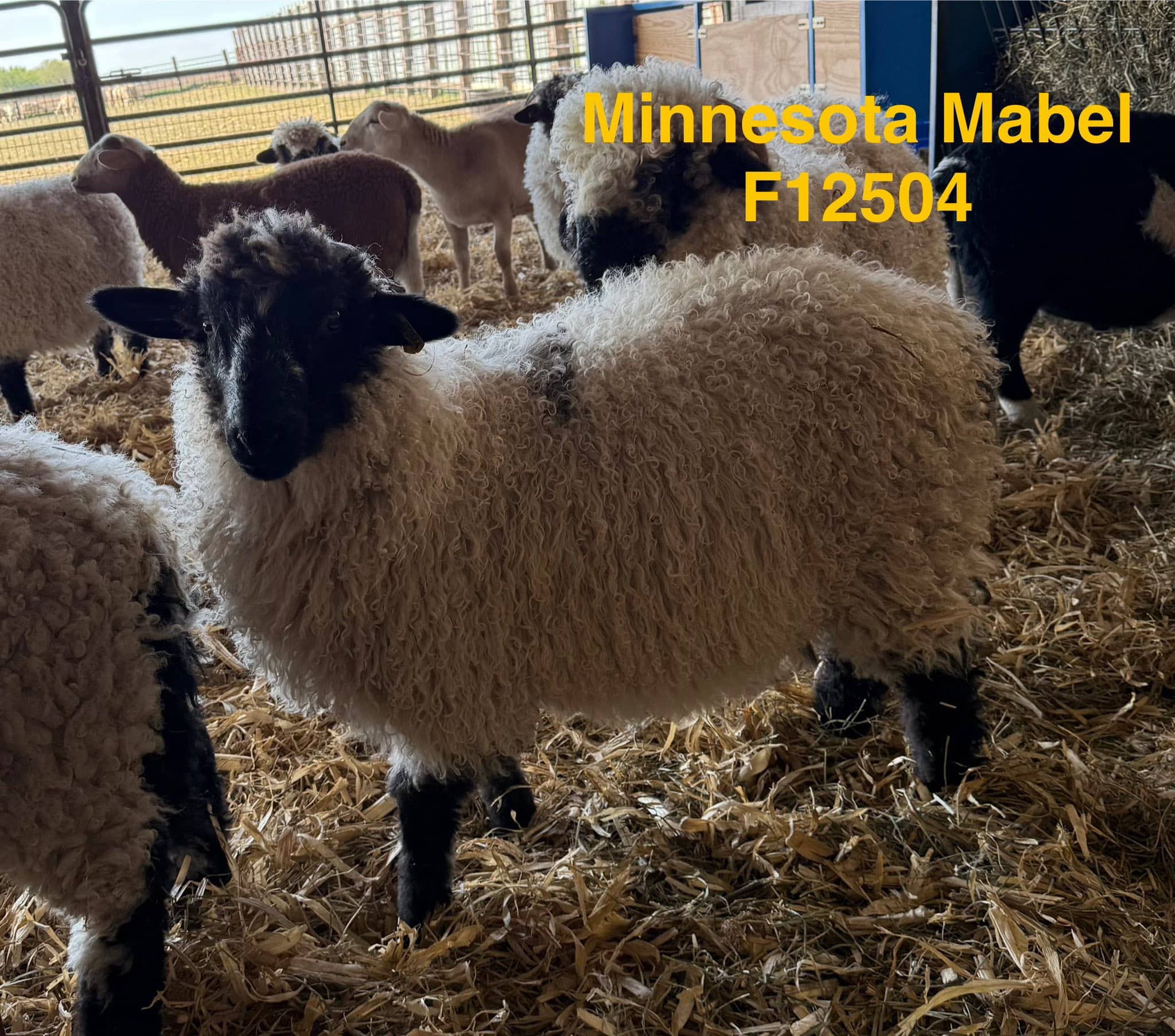 f12504 mn mabel ewe