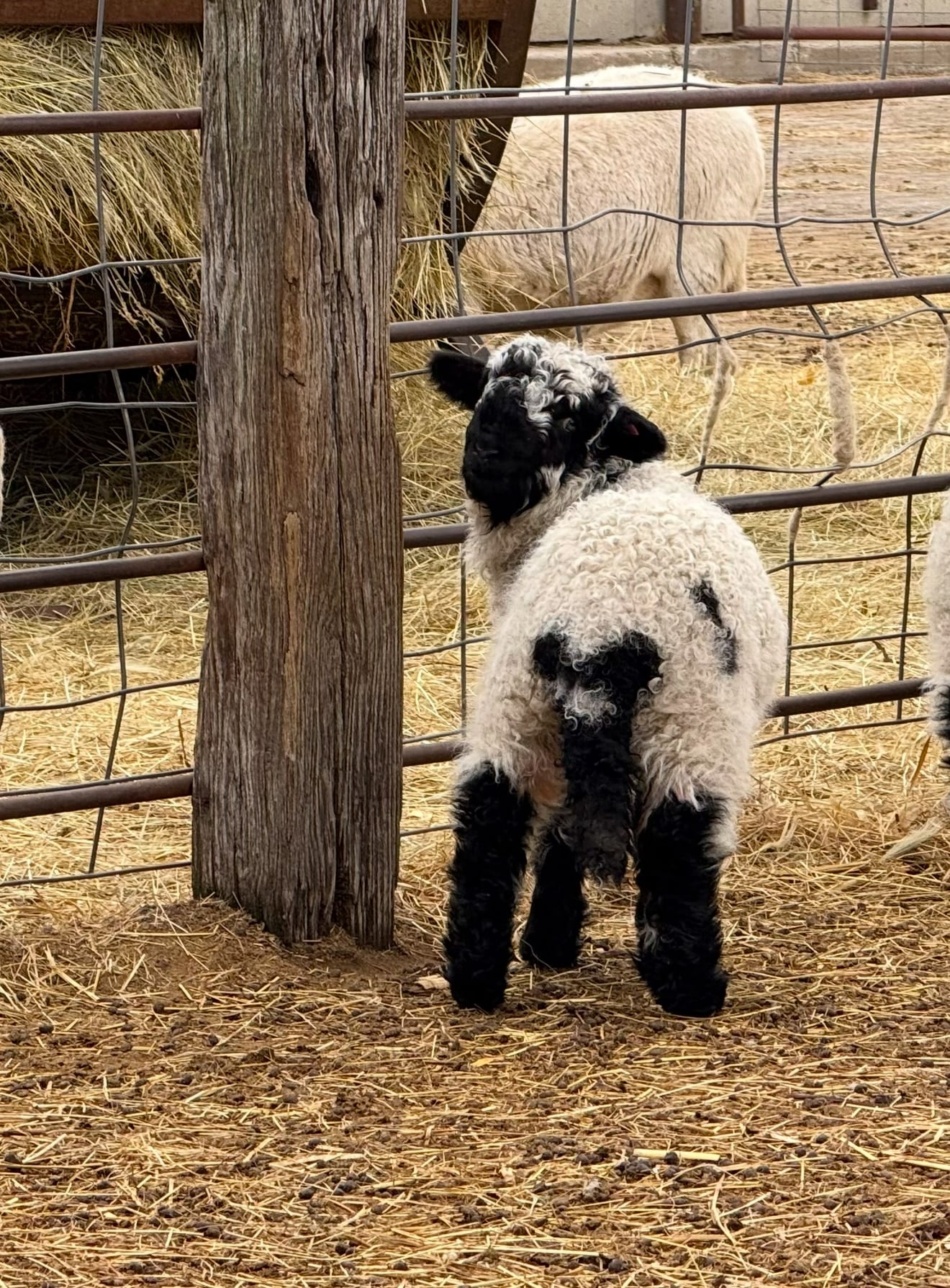 lamb in pen by hay