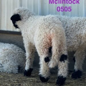 minnesota mclintock back