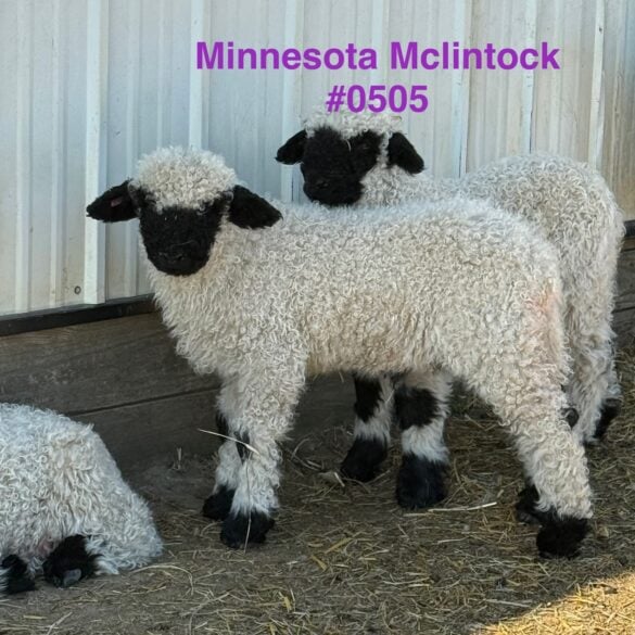 minnesota mclintock side