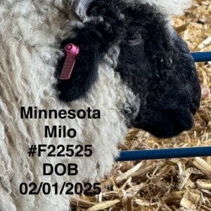 minnesota milo f22525