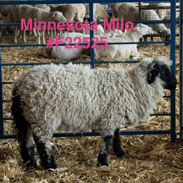 minnesota milo f22525