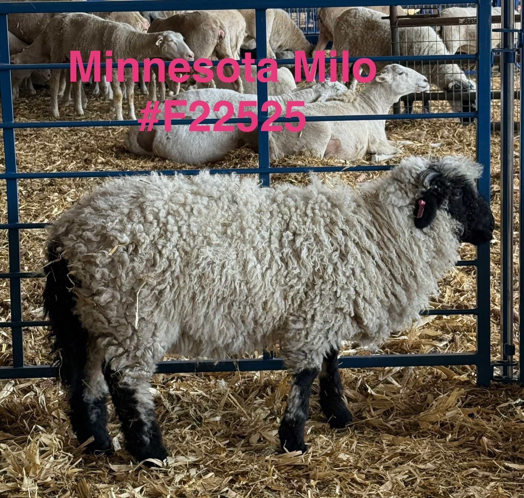 minnesota milo f22525