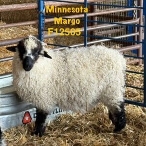 mn margo f12505 ewe lamb