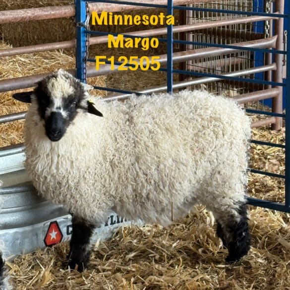 mn margo f12505 ewe lamb