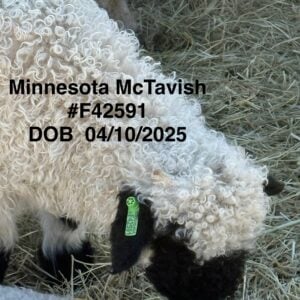 mn mctavish f42591