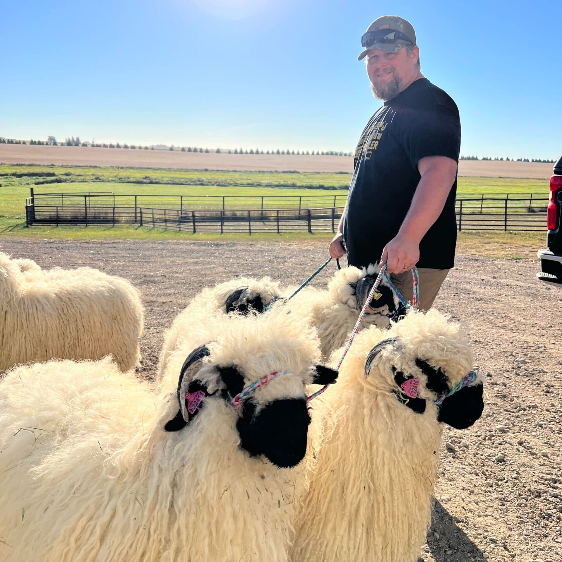 Group of blacknose rams