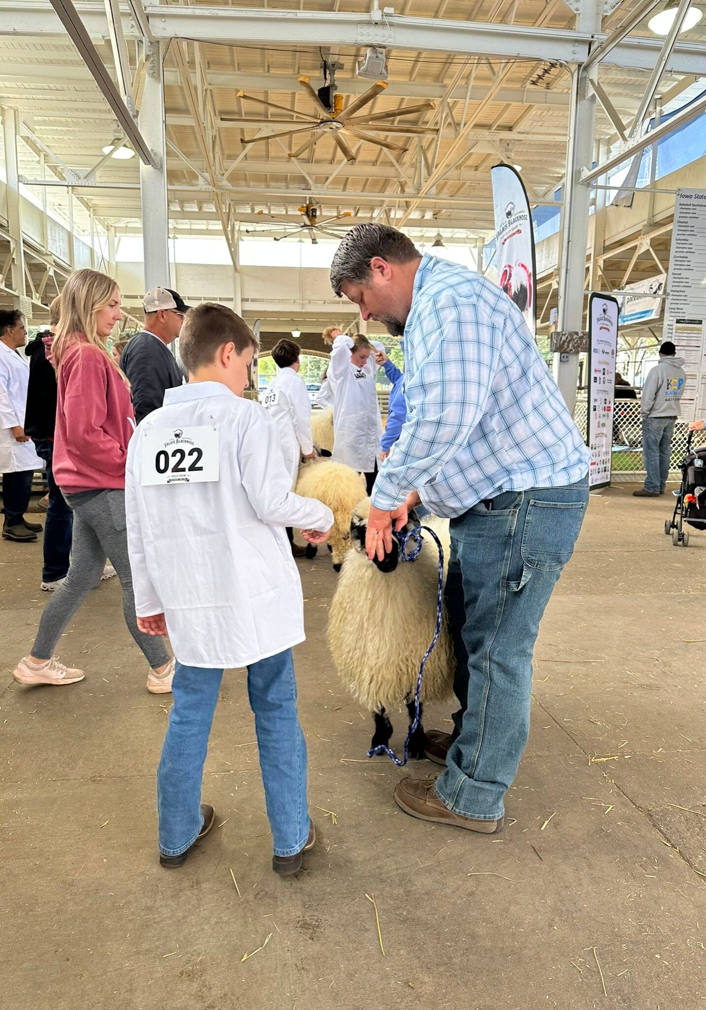 getting sheep ready at show