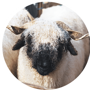 healthy purebred stock