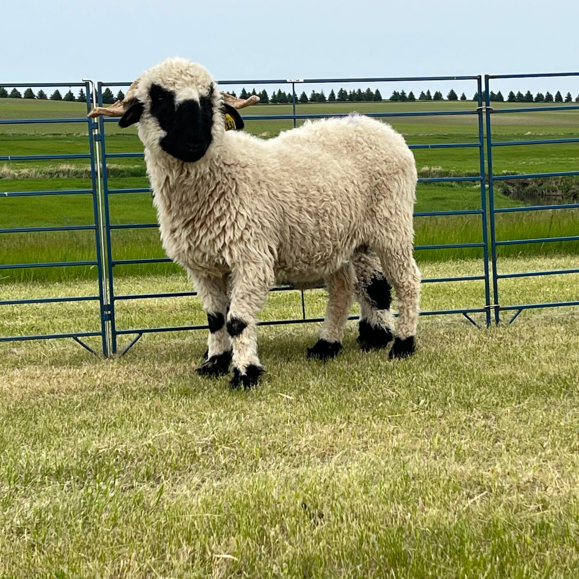 highland kami standing in the field