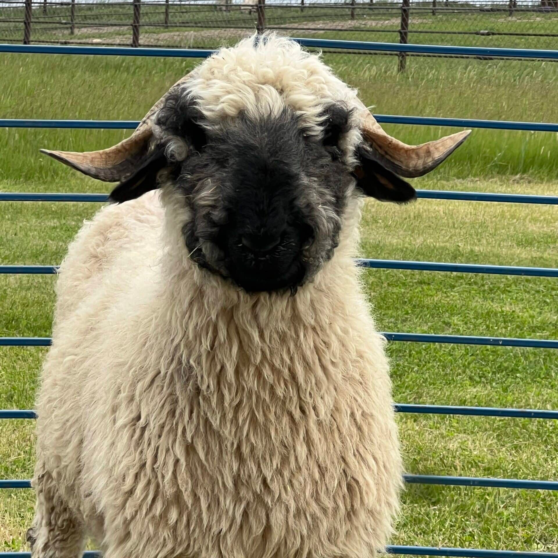 highland karrie Ewes from the front