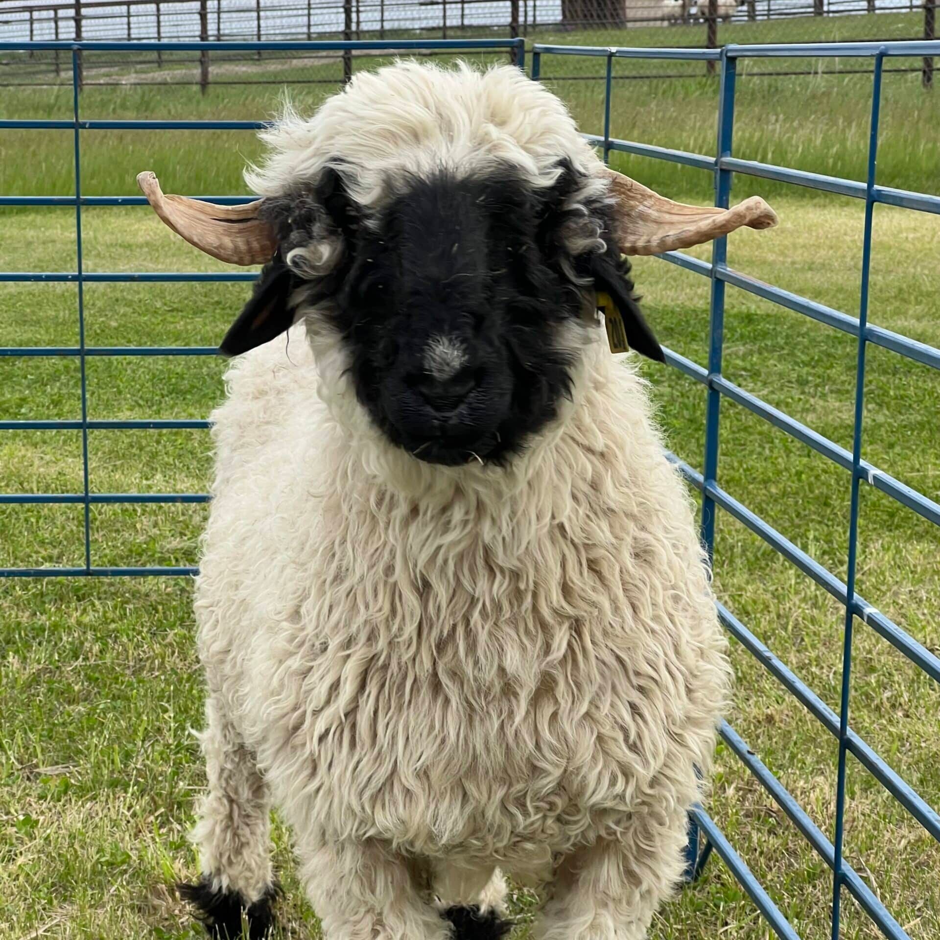 highland klara Ewes from the front