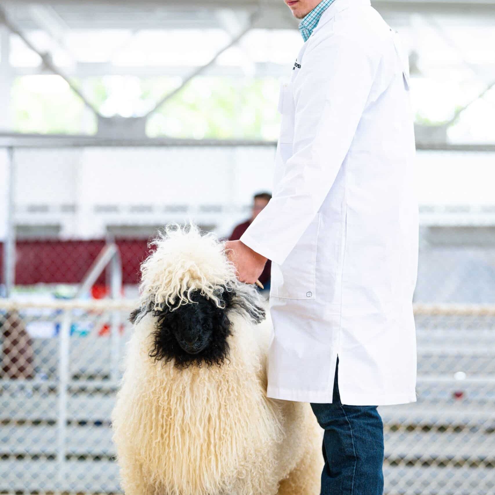 Man with white coat and an ewe