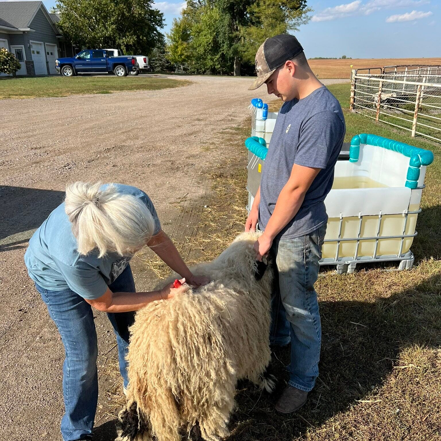 sheering sheep on the farm