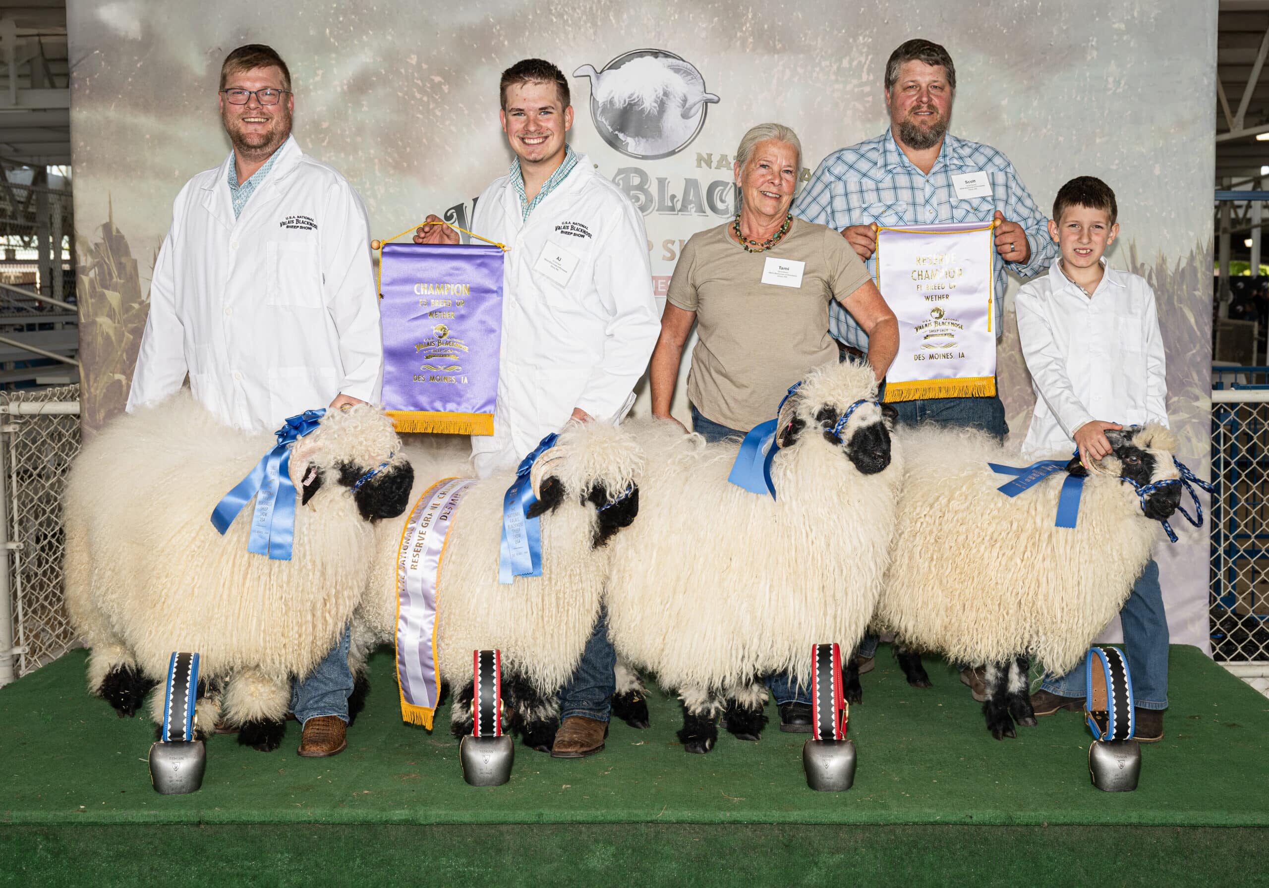 About the Breed: Adorable Valais Blacknose Sheep