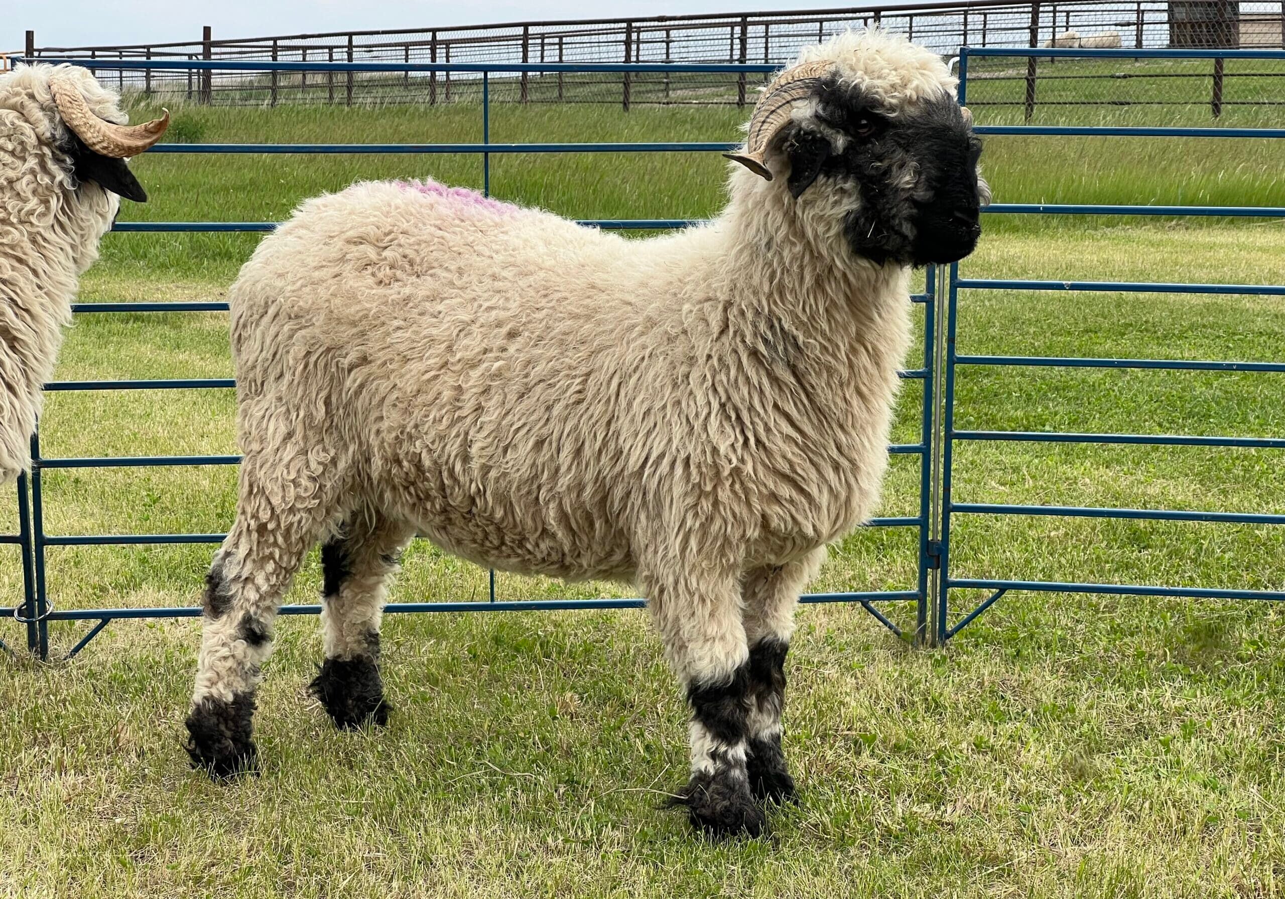 valais blacknose ewe side view