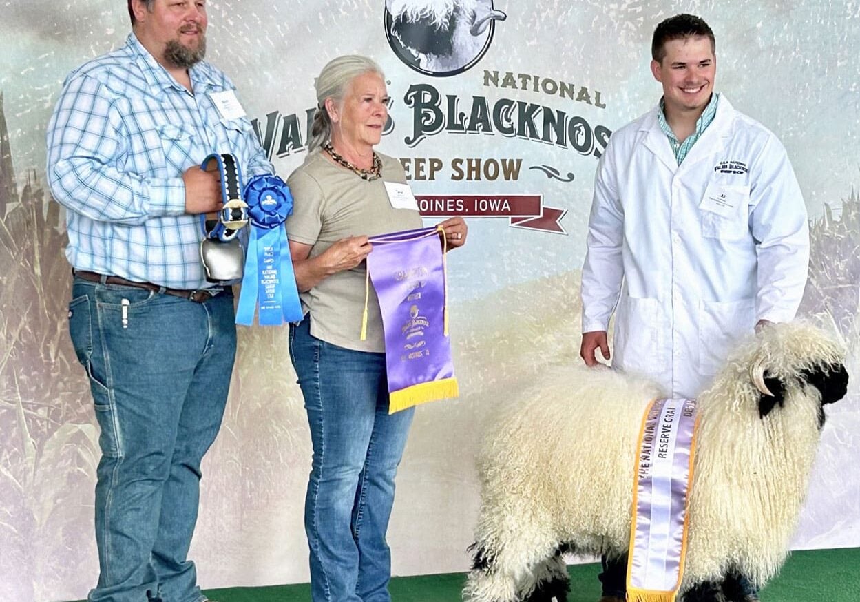 valais blacknose f3 national champion ram
