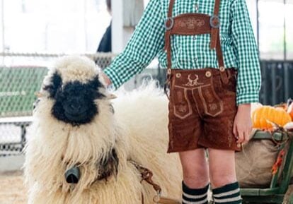 valais blacknose sheep and young boy