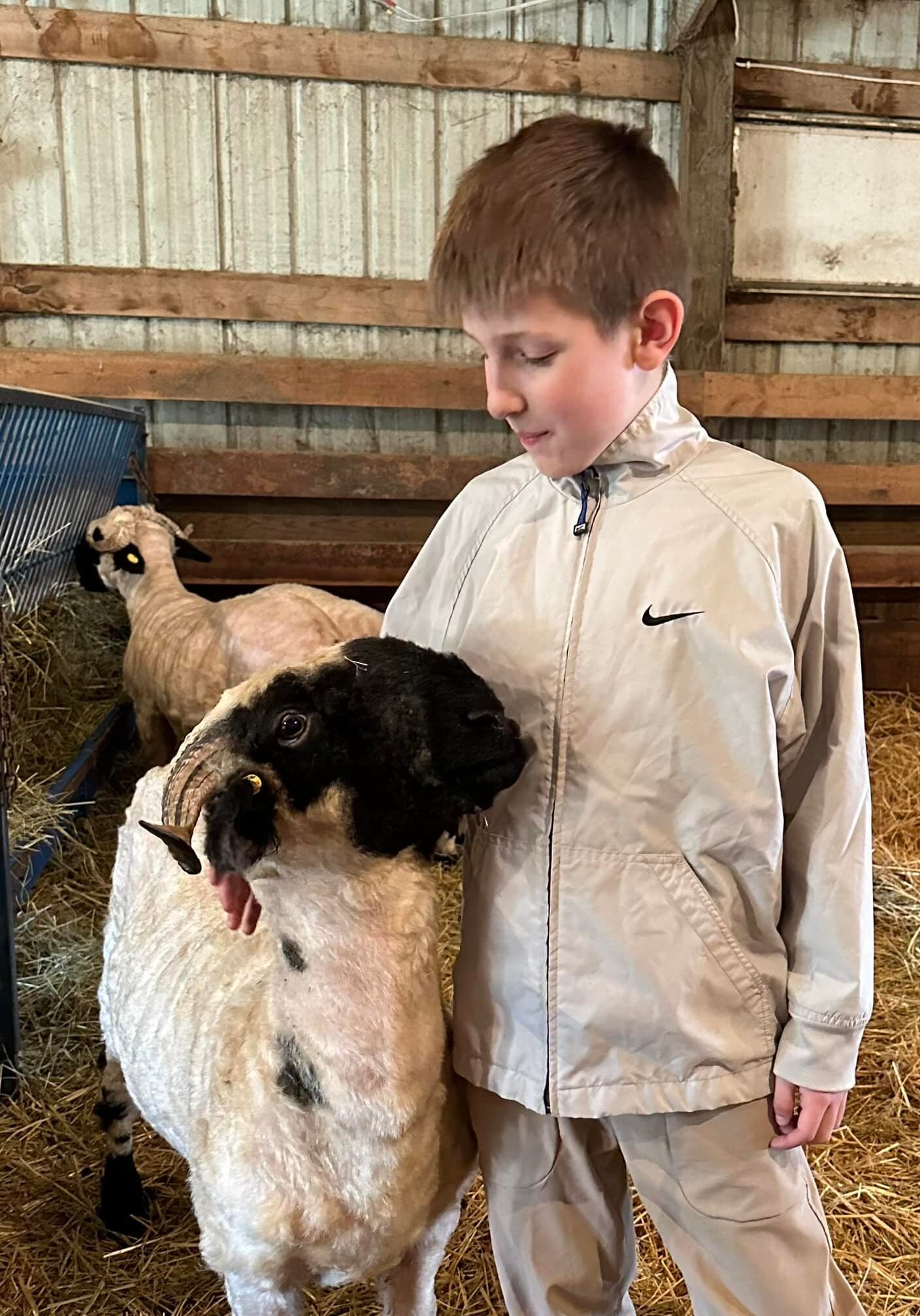 valais blacknose sheep with boy